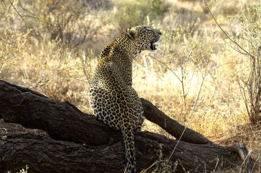 Panorada leopar panthera pardus