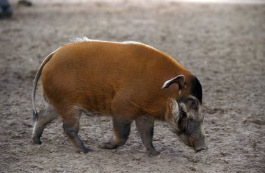 Potamochere potamochoerus porcus