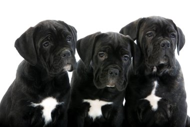 Cane corso