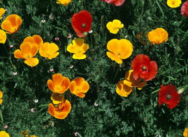 Escholtzia eschscholtzia calizina