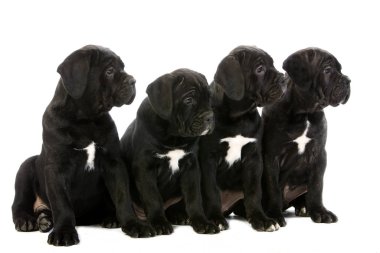 Cane corso