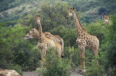 Girafe De Rothschild zürafa camelopardalis rothschildi