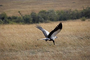 Serpentaire sagittarius serpentarius