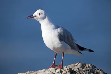 Mouette De Hartlaub larus hartlauthe