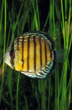 Discus Pompadour semfizodon a equifasciatus