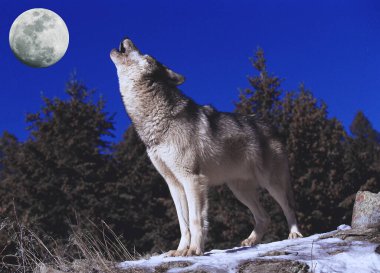 Loup D 'Europe köpek lupus