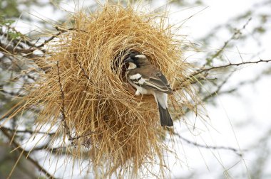 Mahali A Sourcils Blancs plocepasser mahali