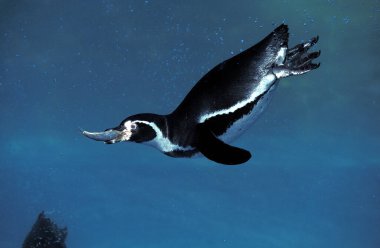 Manchot De Humboldt Sfenisküs Humboldti
