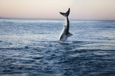 Büyük Requin Blanc carcharodon carcharias