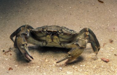 Crabe Vert carcinus maenas