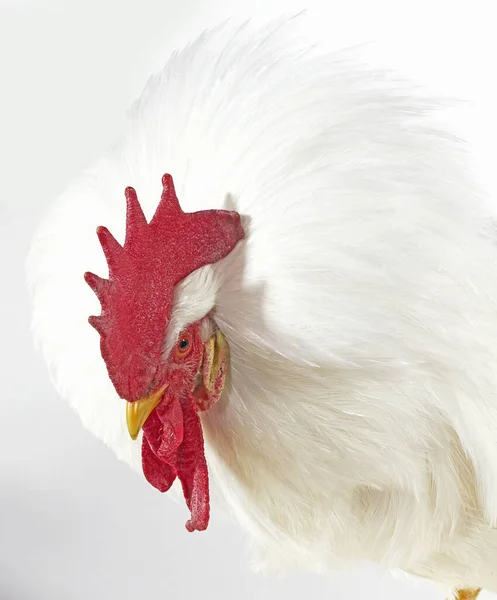 Coq Lighorn — Stockfoto