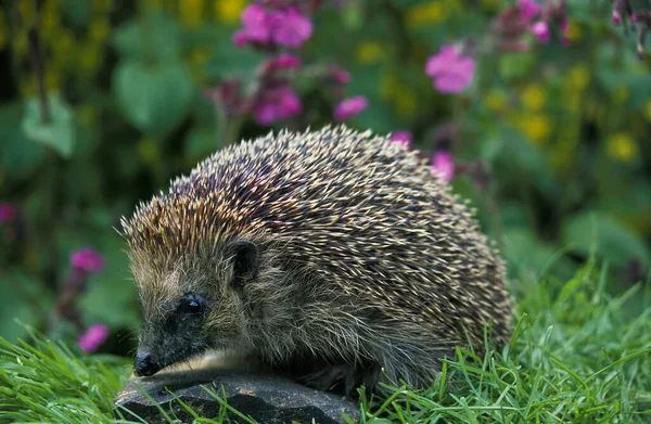 Herisson D 'Europe erinaceus europaeus — Stockfoto