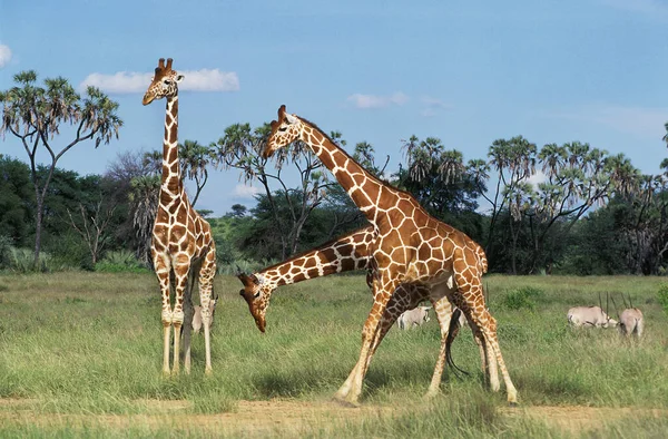 Girafe Reticulee giraffa camelopardalis reticulata — стокове фото