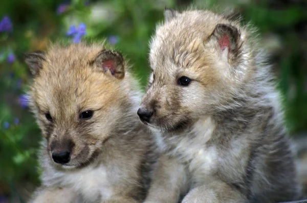 Loup Blanc De La Toundra canis lupus tundrarum — 图库照片