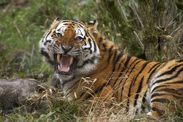 Tigre De Siberie panthera tigris altaica — Foto de Stock