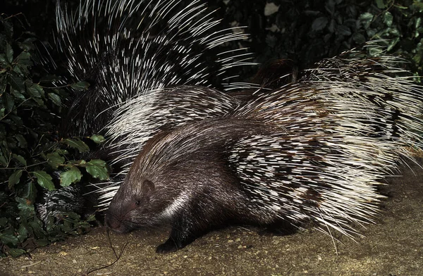 Porc Epic A Creta hystrix cristata — Foto de Stock