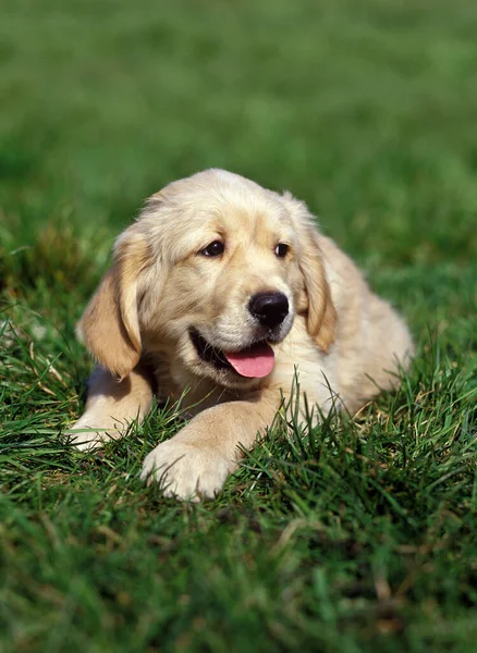 Golden retriever — Stockfoto