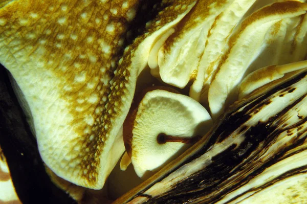NAUTILE nautilus macromphalus — Stock Photo, Image