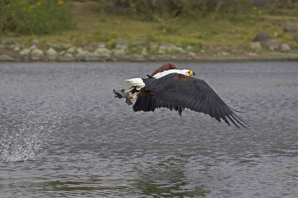 AIGLE PECHEUR D 'AFRIQUE haliaeetus vocifer — Foto de Stock