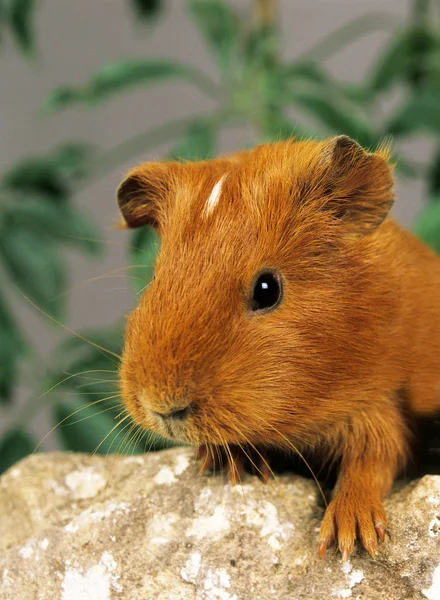 COMYE DOMESTIQU cavia porcellus — стоковое фото