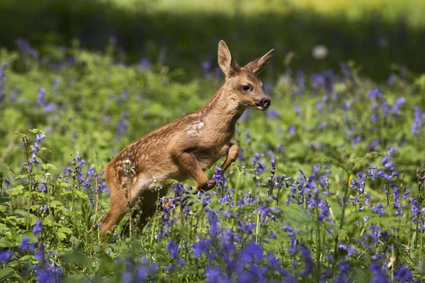 Chevreuil capreolus capreolus — Fotografia de Stock