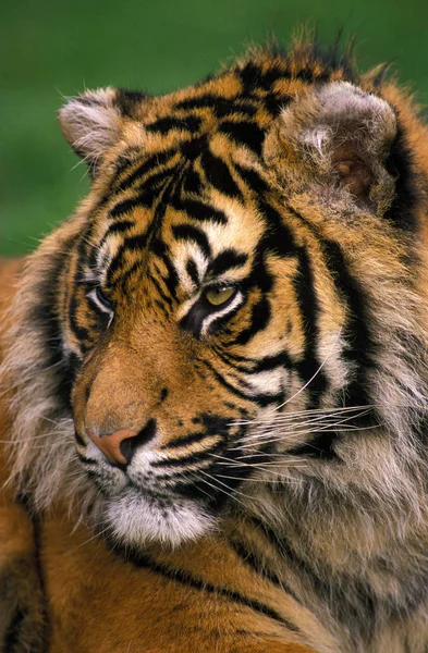 Tigre De Sumatra tigris panthera sumatrae — Fotografia de Stock