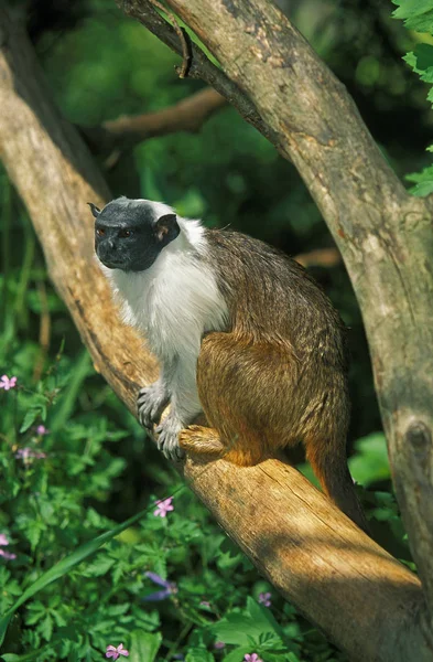 Tamarin Bicolore saguinus bicolor bicolor — Stock Fotó