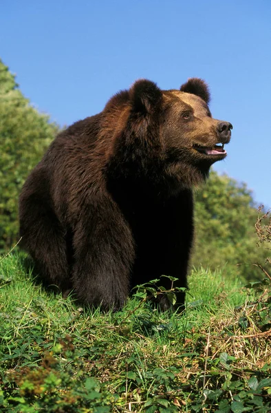 Brun ursus arctos fajunk — Stock Fotó