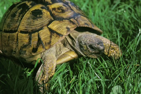 Tortue Grecque testudo graeca — Stock fotografie