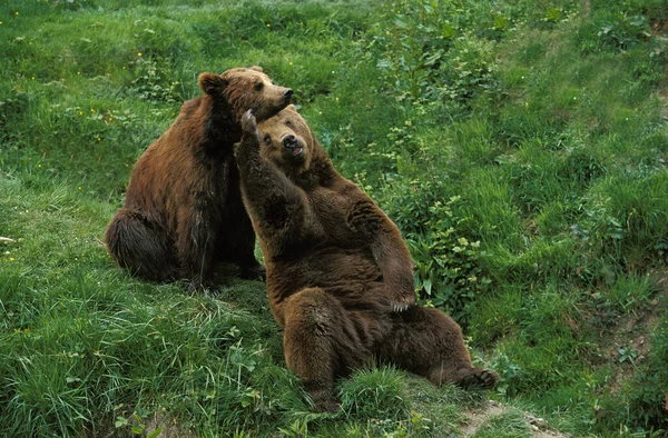 OURS BRUN ursus arctos — Stock Photo, Image