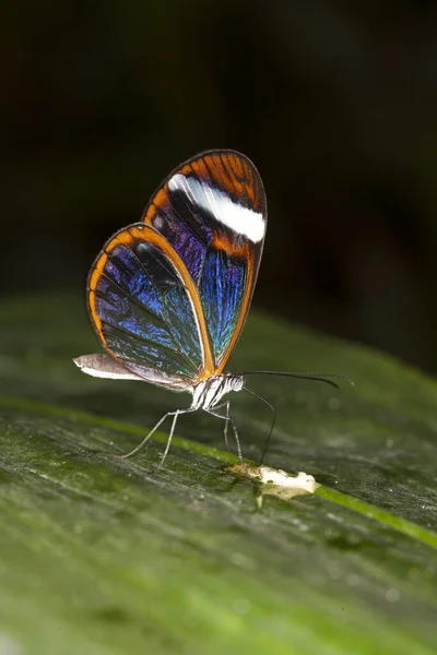 Papillon Greta greta oto — Stock fotografie