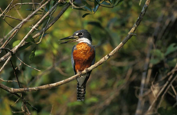 Martin Pecheur A Ventre Roux megaceryle torquata — 스톡 사진