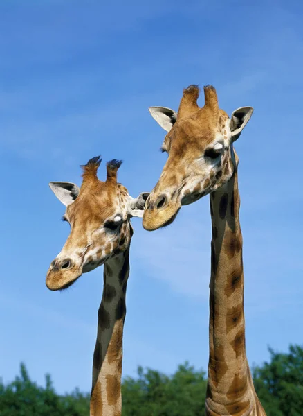 GIRAFE DE ROTHSCHILD giraffa camelopardalis rothschildi — Stock Photo, Image