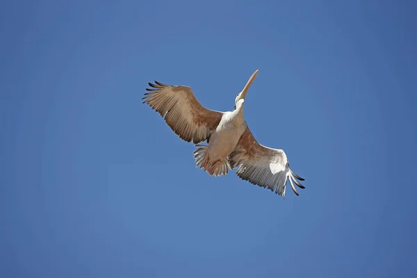 Pelikan-Gris pelecanus rufescens — Stockfoto