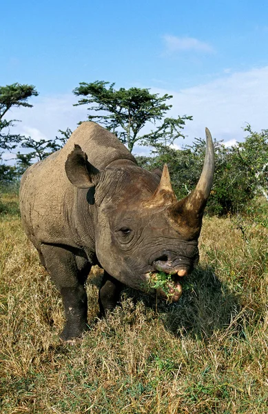 Rhinoceros Noir diceros bicornis — Zdjęcie stockowe