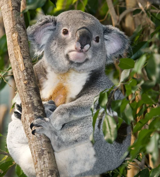 Koala phascolarctos cinereus — Stock fotografie