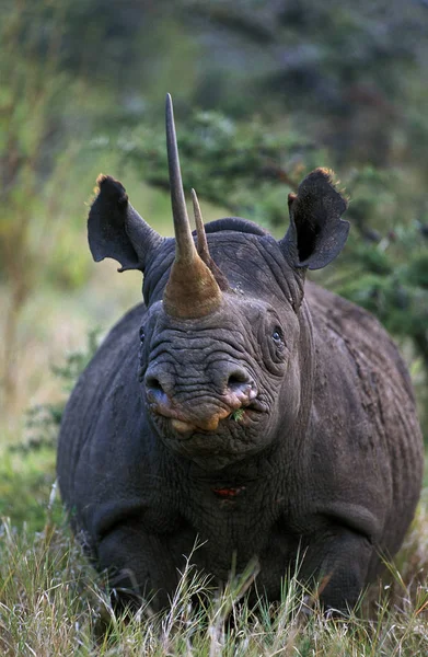 Nosorožec Noir diceros bicornis — Stock fotografie