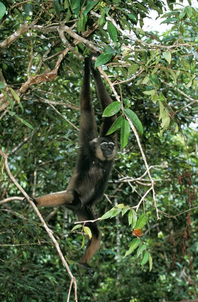 Gibbon De Muller hylobates muellerii — Fotografia de Stock