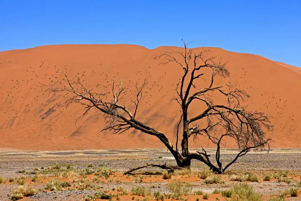 Woestijn En Namibie — Stockfoto