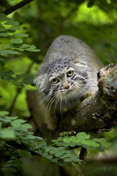 Manul otocolobus manul — Stock fotografie