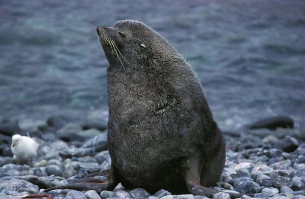 OTARIO UNA CUARTA ANTARCTIQUE arctocephalus gazella —  Fotos de Stock