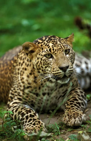 Panthere Leopard panthera pardus — Stockfoto