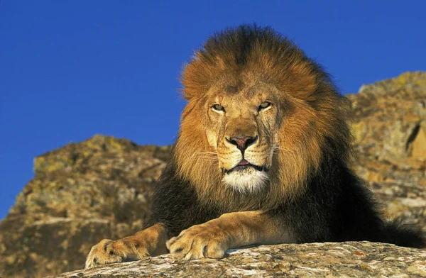 LION D 'AFRIQUE panthera leo — Fotografia de Stock