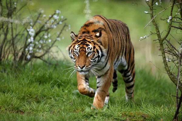 TIGRE DE SUMATRA panthera tigris sumatrae — Stock Photo, Image