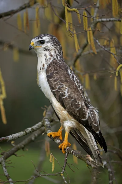 Buse Değişken buteo buteo — Stok fotoğraf