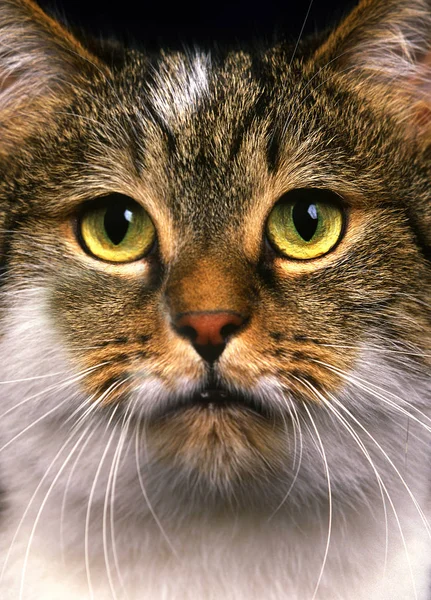 BROWN TABBY ET BLANC EUROPEO — Foto de Stock