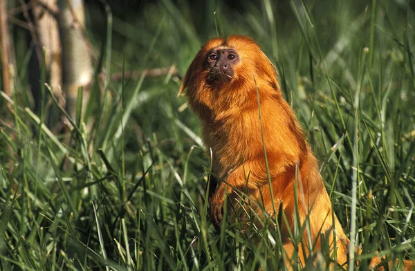 Tamarijn Leeuw leontideus rosalia — Stockfoto