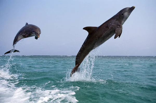 Grand Dauphin tursiops truncatus — Foto de Stock