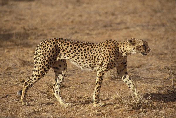 Guepard acinonyx jubatus — Stockfoto