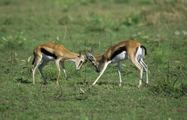 Gazelle De Thomson gazella thomsoni — Φωτογραφία Αρχείου